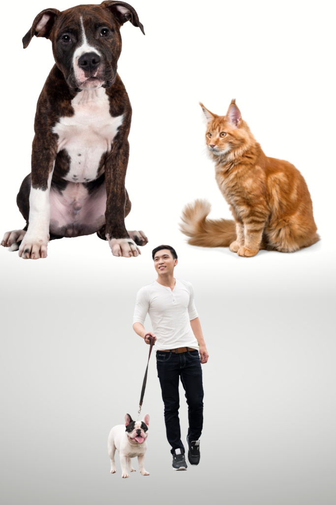 A man walking a dog alongside images of a sitting dog and a cat, showcasing home-based business ideas like pet sitting and dog walking services.